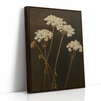Queen Annes Lace in Late Autumn Light