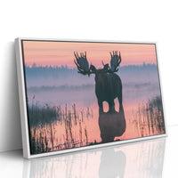 Bull Moose at First Light
