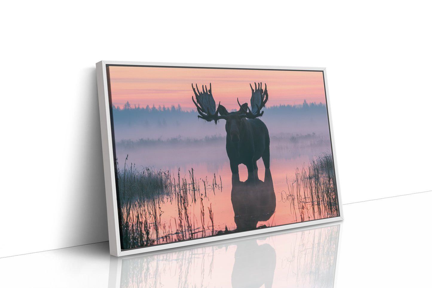Bull Moose at First Light