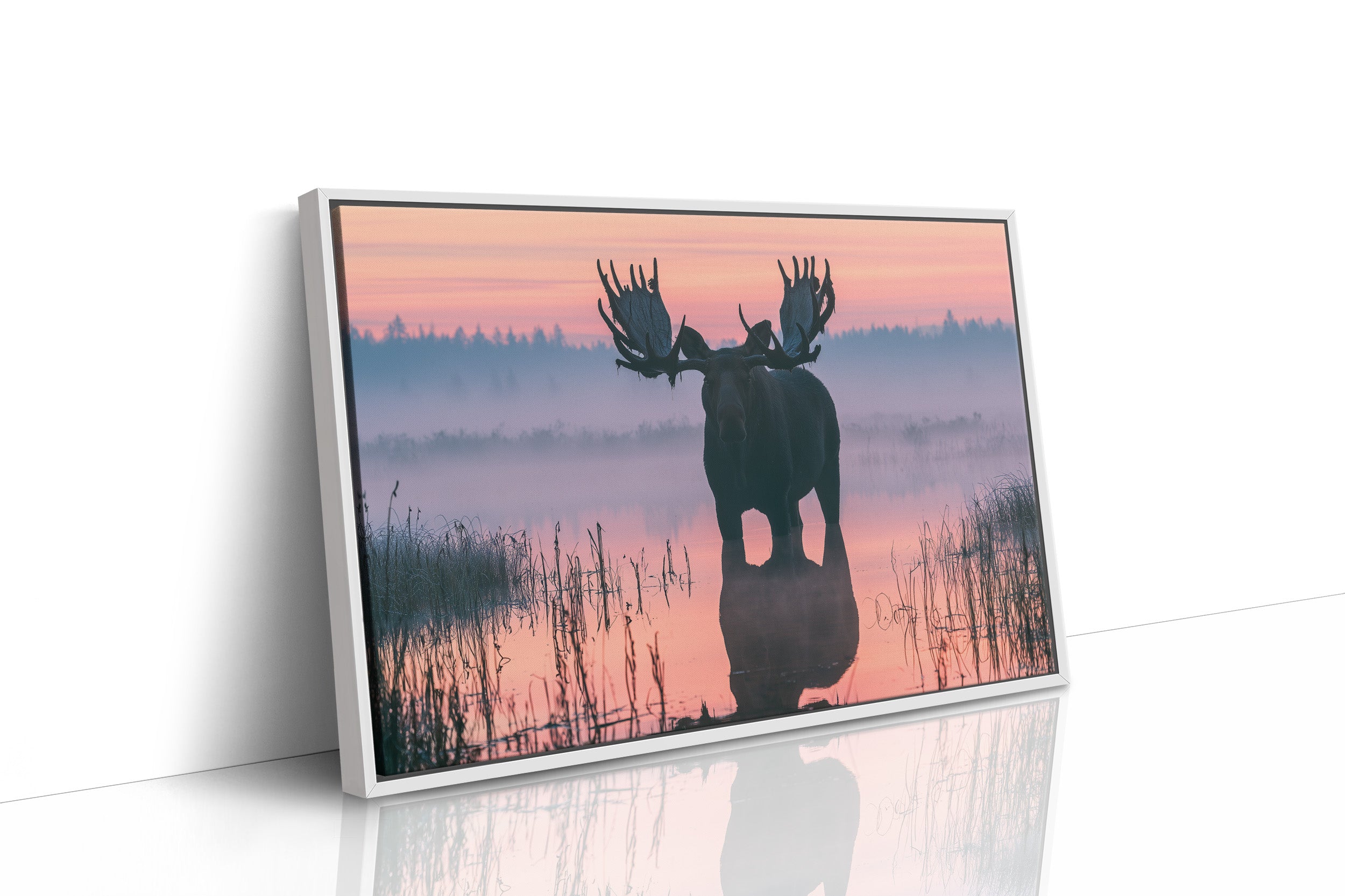 Bull Moose at First Light