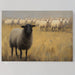 Black Sheep Leads Golden Meadow