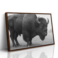 American Bison