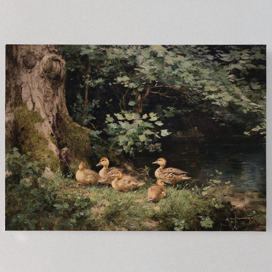Ducks Rest By Ancient Oak Waters