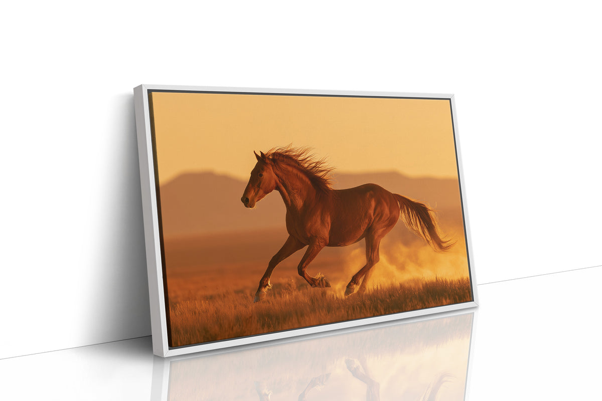 Chestnut Mustang at Golden Hour