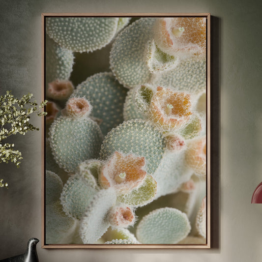 Soft Bloom on Fuzzy Desert Cactus