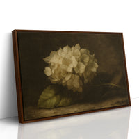 Faded Elegance Hydrangea