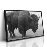 American Bison