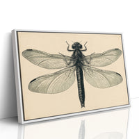 Dragonfly Anatomy Study