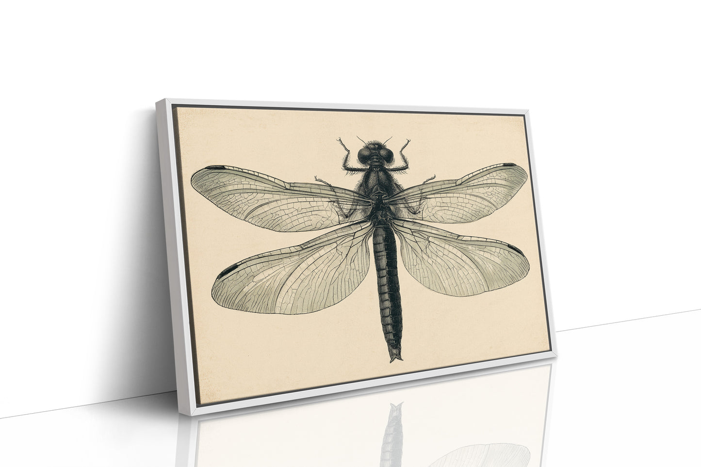 Dragonfly Anatomy Study