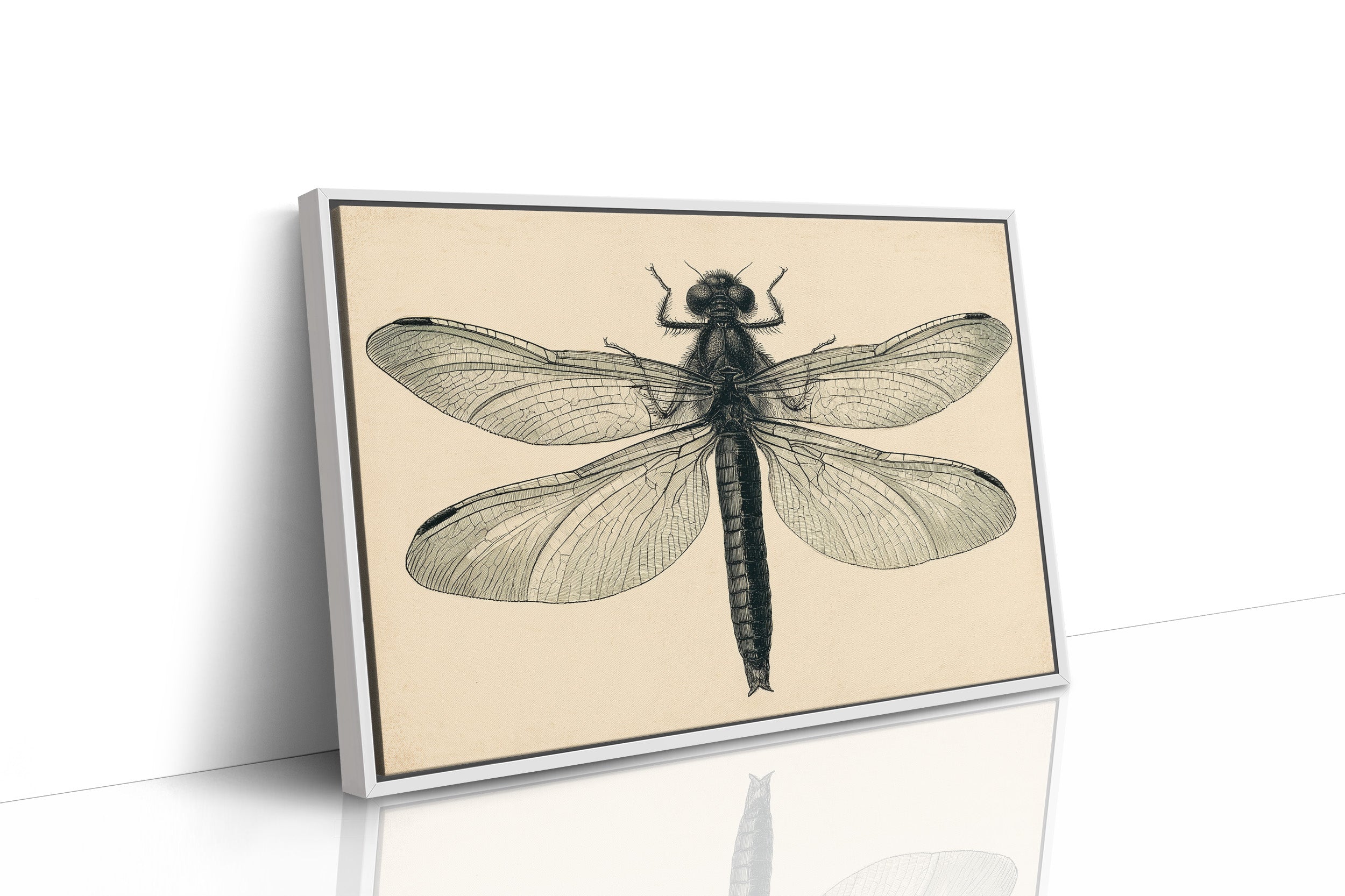 Dragonfly Anatomy Study