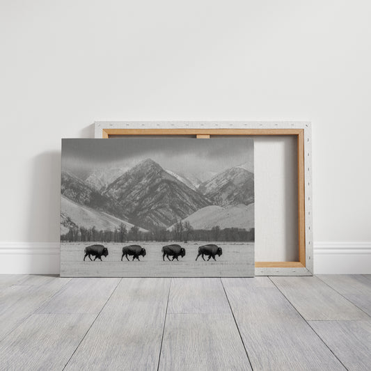 Where the Buffalo Roam
