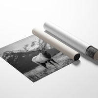 Crown of the Wilderness