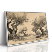 Ancient Olives Guard Distant Paths