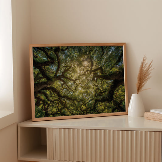 Ancient Oaks Weave Summer Light