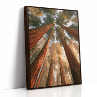 Cathedral of Redwoods