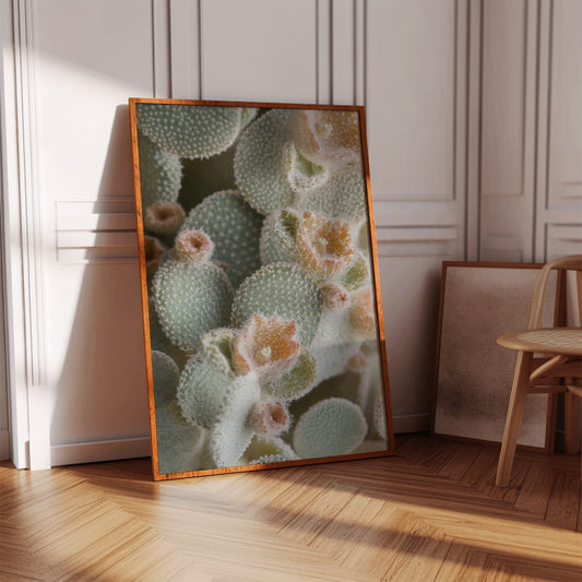 Soft Bloom on Fuzzy Desert Cactus