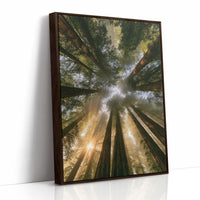 Redwoods and Sunburst