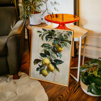 Harvesting Sunlit Citrus Dreams