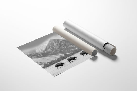 Where the Buffalo Roam