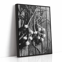 Garlic Hanging In Shadow