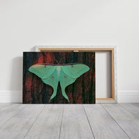 Luna Moth on Old Bark