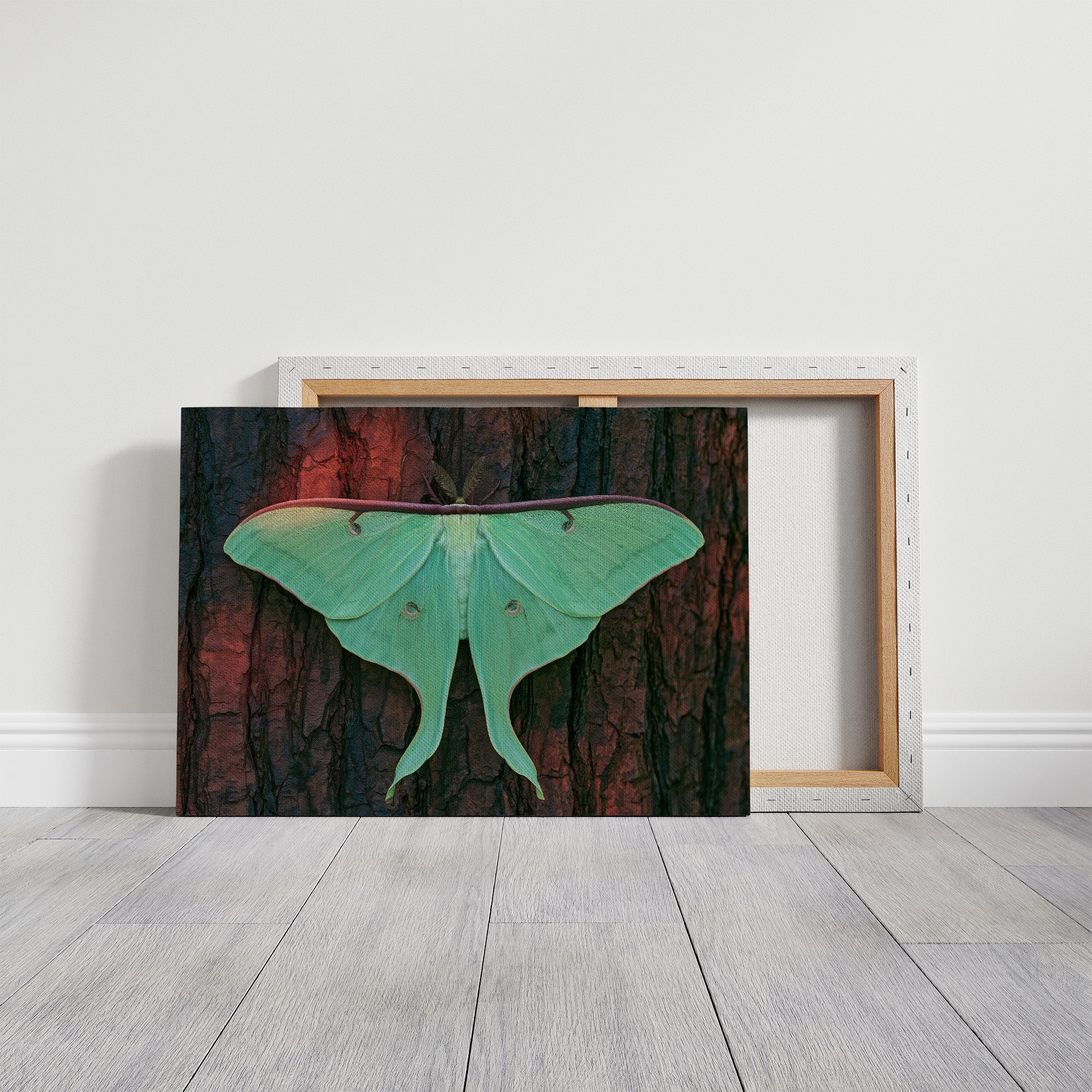 Luna Moth on Old Bark