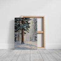 Snow Dusts Ancient Forest Paths