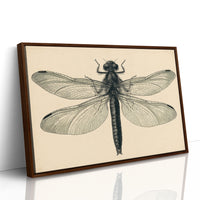 Dragonfly Anatomy Study