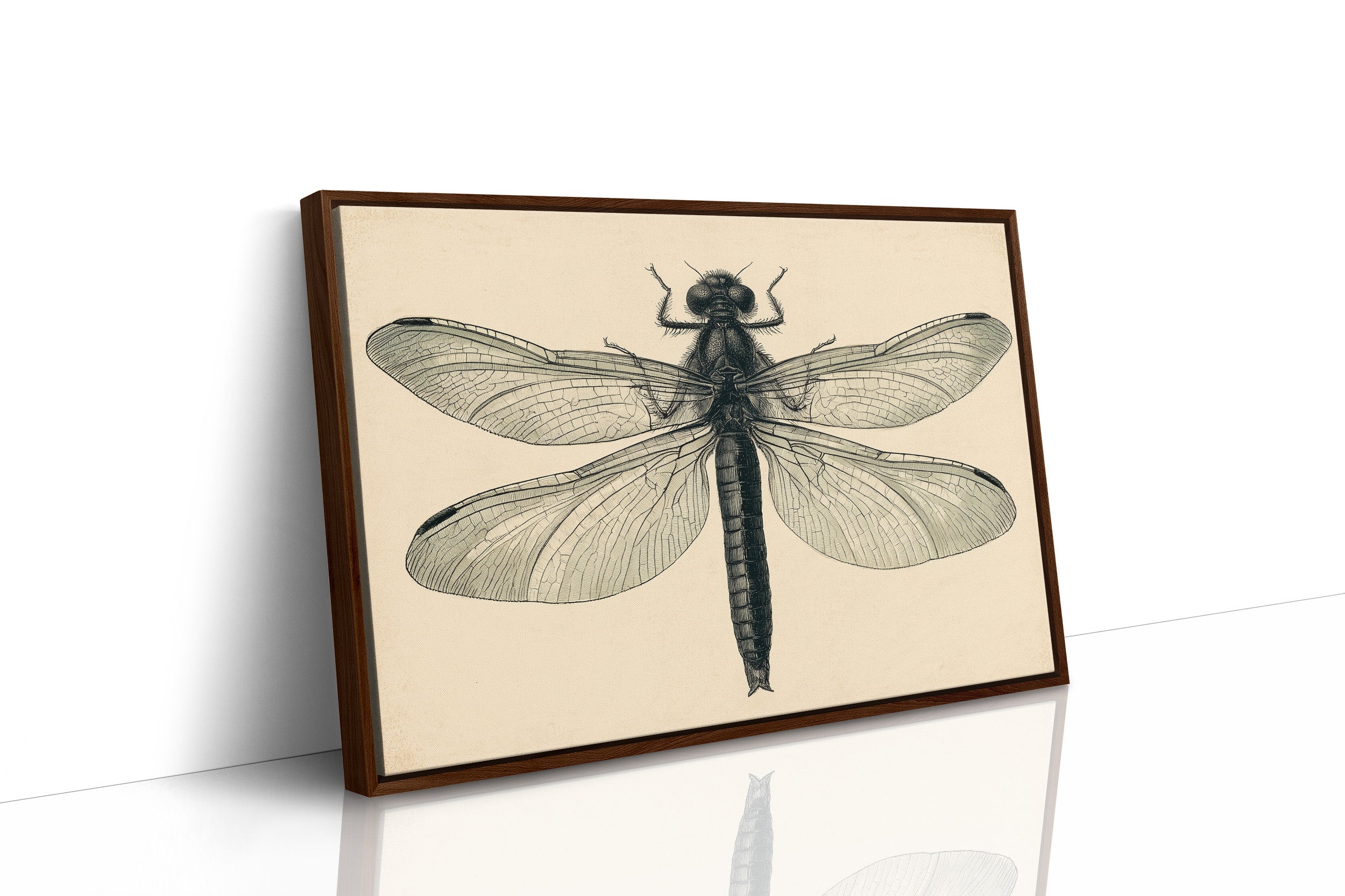 Dragonfly Anatomy Study