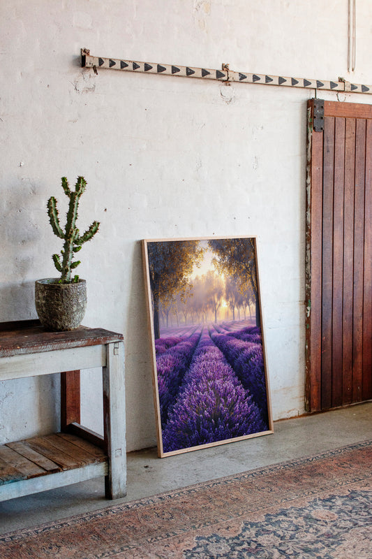 Lavender Fields in Golden Light