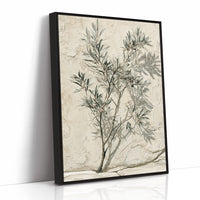 Olive Branch, Shadow on Plaster