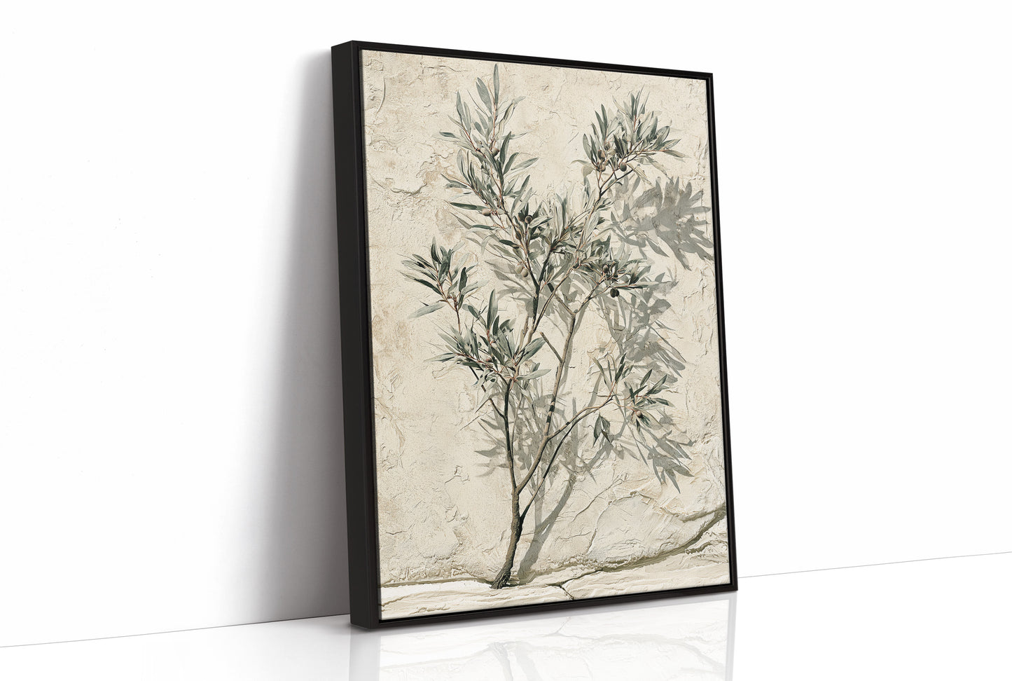 Olive Branch, Shadow on Plaster