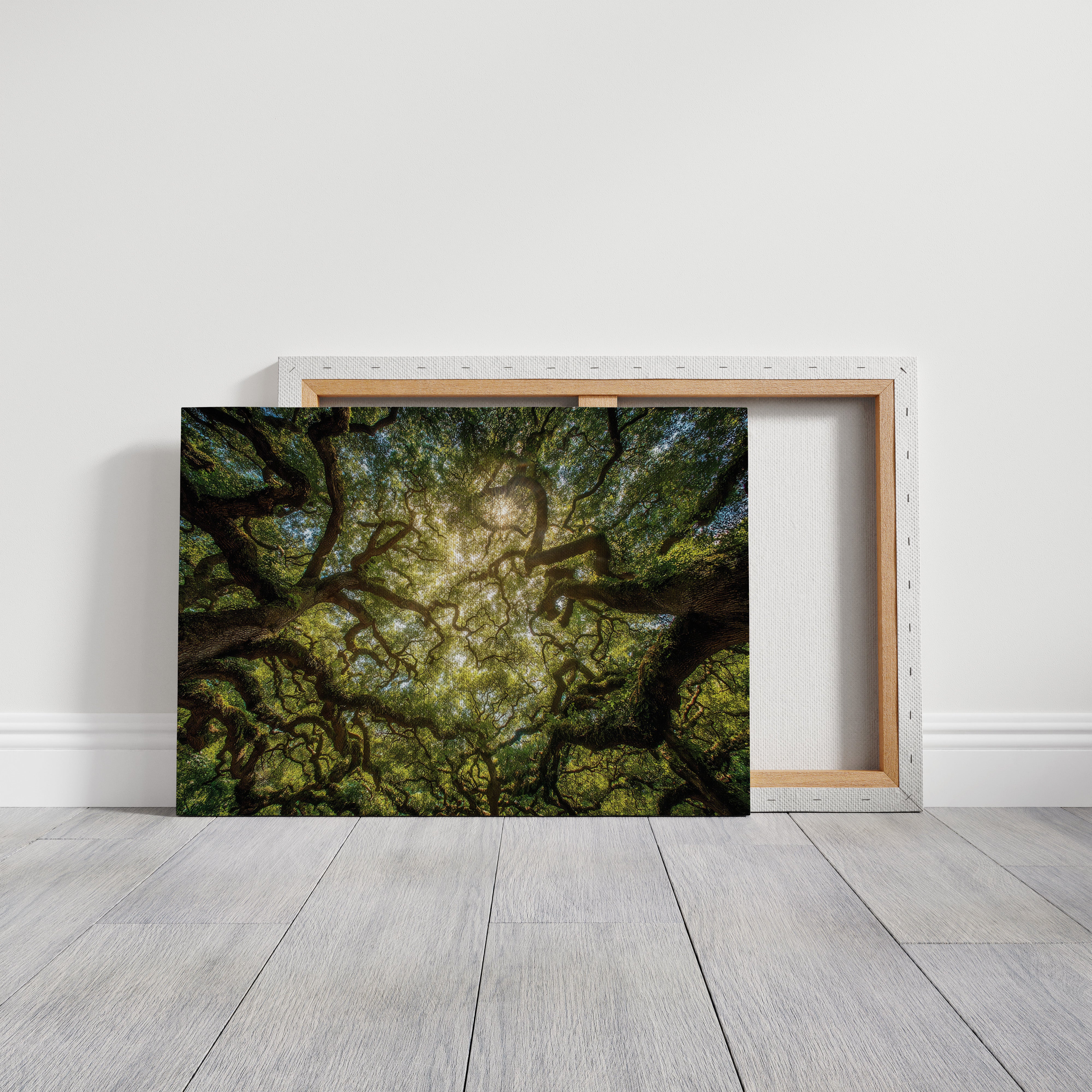 Ancient Oaks Weave Summer Light