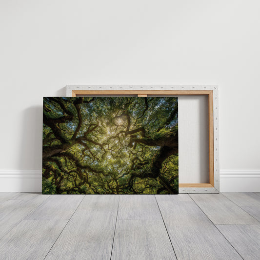 Ancient Oaks Weave Summer Light