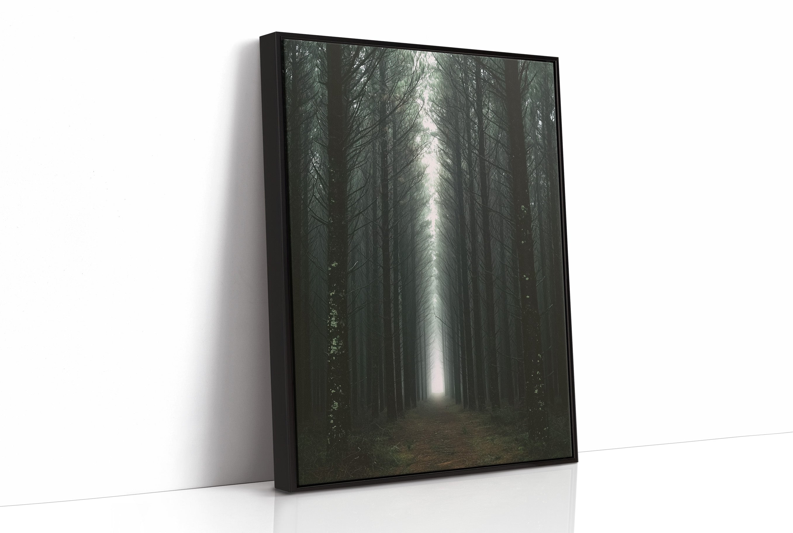 Endless Pine Corridor Of Light