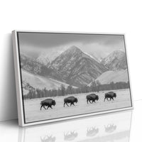 Where the Buffalo Roam