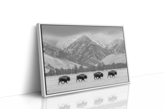 Where the Buffalo Roam