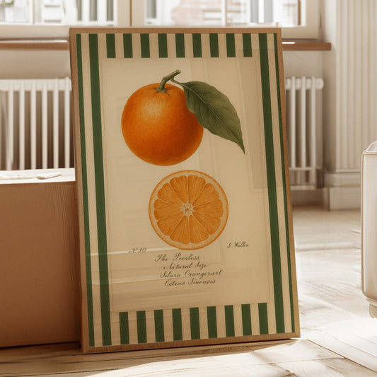 Vintage Orange Slice Botanical Study