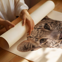 Leopard's Quiet Curiosity