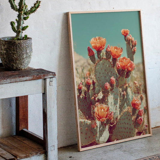 Desert Blooms in Radiant Sunlight
