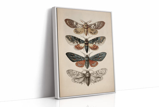 Nocturnal Symphony: Moths in Vintage Illustration