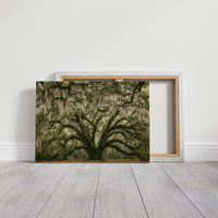 The Old Oak's Mossy Embrace