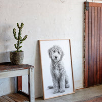 Curly Coat and Kind Eyes