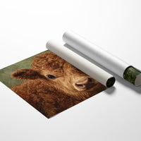 Sweet Summer Calf Holds Wonder