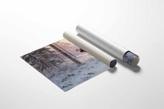 Winter's Light Finds Northern King