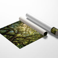 Ancient Oaks Weave Summer Light