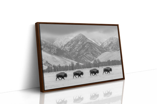 Where the Buffalo Roam