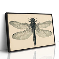 Dragonfly Anatomy Study
