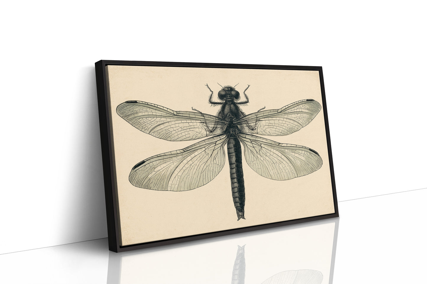 Dragonfly Anatomy Study