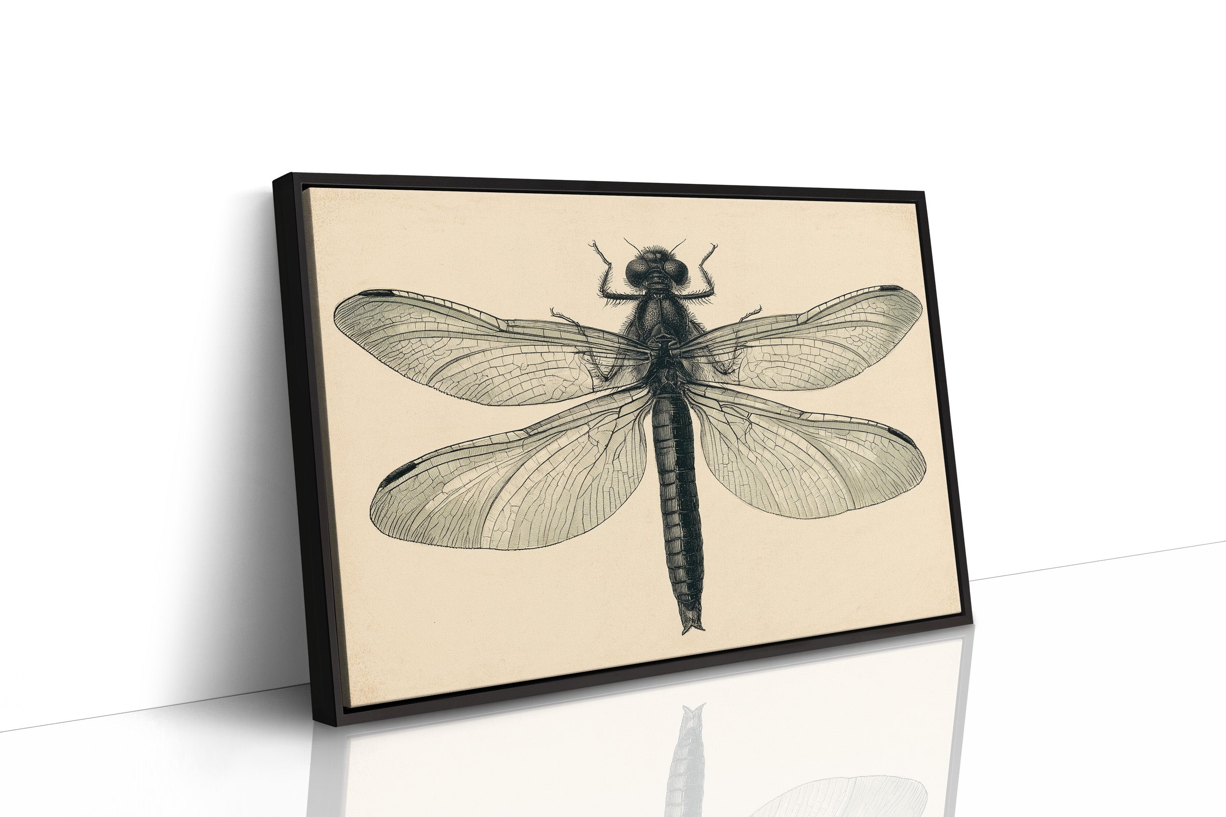 Dragonfly Anatomy Study